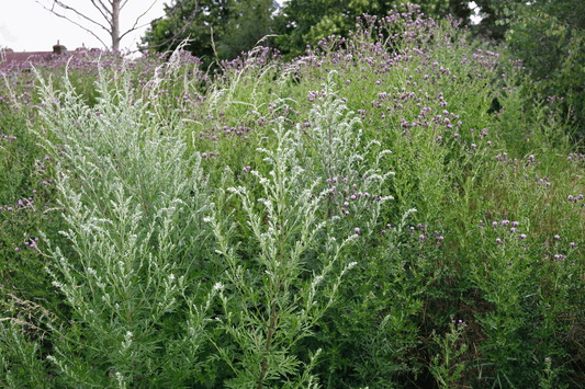 Ein üppiges Feld mit blühendem Beifuß (Artemisia vulgaris). Die grünen Pflanzen haben silbrig-weiße Blütenstände und sind von anderen Wildblumen umgeben. Beifuß ist eine vielseitige Heilpflanze, die in der Naturheilkunde und Küche verwendet wird.