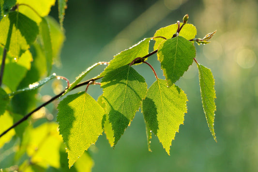 Birkenblätter in der Natur