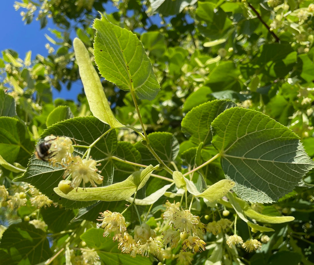 Eine Biene landet auf den Blüte der Linde