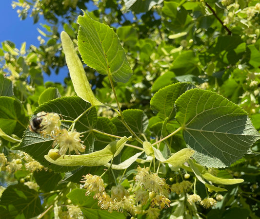 Eine Biene landet auf den Blüte der Linde