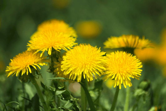 Nahaufnahme von blühendem Löwenzahn (Taraxacum officinale) auf einer Wiese. Die leuchtend gelben Blüten stehen in vollem Kontrast zu den grünen Blättern und zeigen die charakteristische, strahlenförmige Struktur der Löwenzahnblüten.