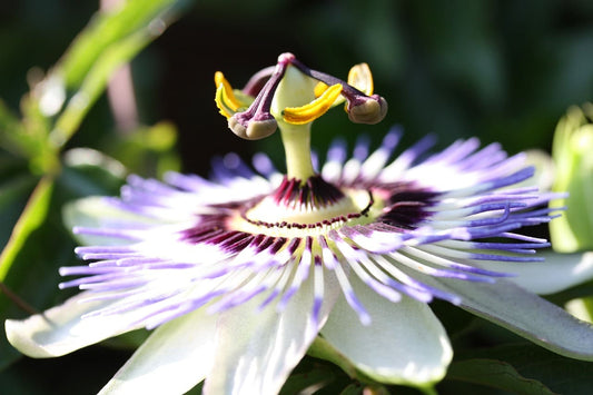 Passionsblume (passiflora incarnata)