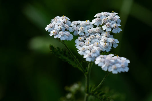 Gemeine Schafgarbe (Achillea millefolium) in der Natur auf einer Wiese