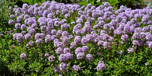 Thymianpflanzen in voller Blüte – Nahaufnahme von blühendem Thymian als Heil- und Küchenpflanze mit violetten Blüten im Kräutergarten.
