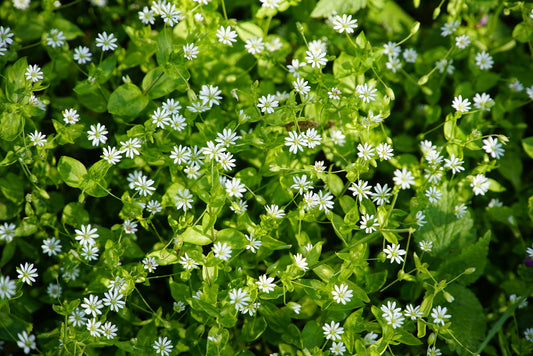 Die Gewöhnliche Vogelmiere (Stellaria Media)