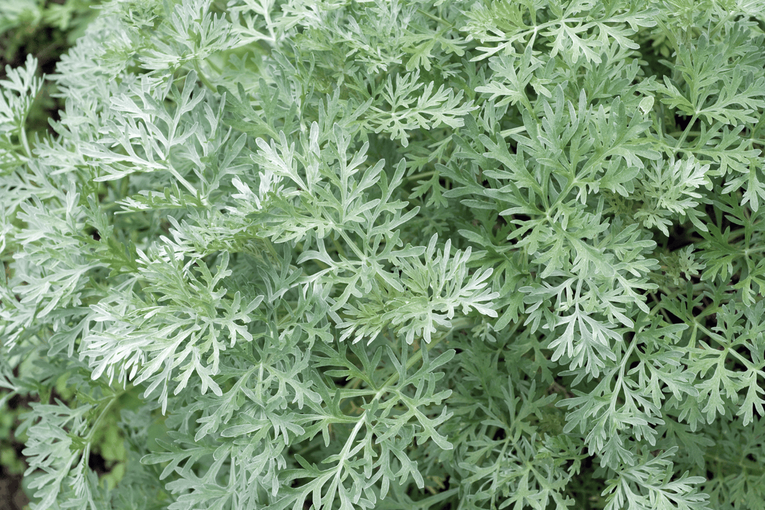 Nahaufnahme von frischem Wermutkraut mit silbrig-grünen, fein gefiederten Blättern in natürlicher Umgebung.