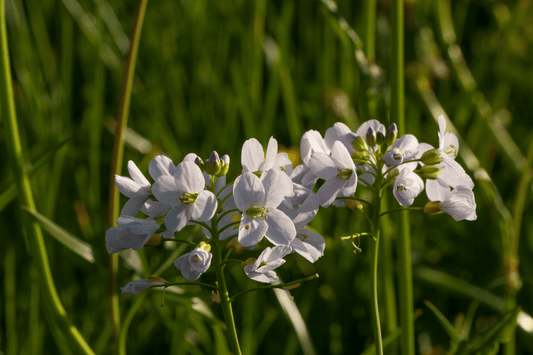 Nahaufnahme vom Wiesenschaumkraut in der Natur. Man erkennt die charakteristischen kleinen, zarten Blüten in weiß bis lila.