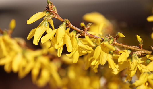 Forsythie, gelb blühend