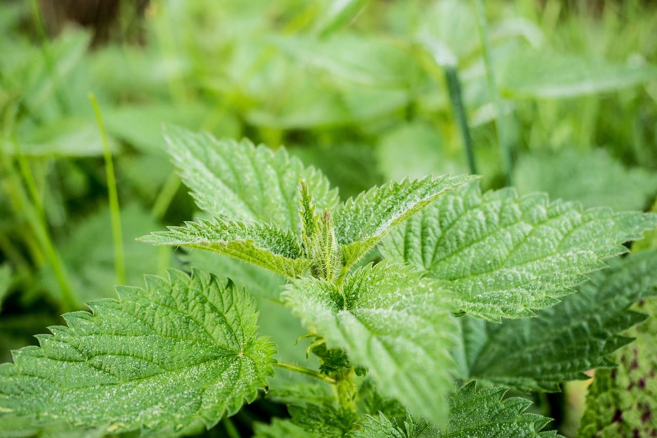 Nahaufnahme von Brennessel in der Natur. Das Kraut wird oft für Basenkuren als Ergänzung zu Lebensmittel zum Entwässern verwendet, zum Beispiel als basischer Kräutertee.