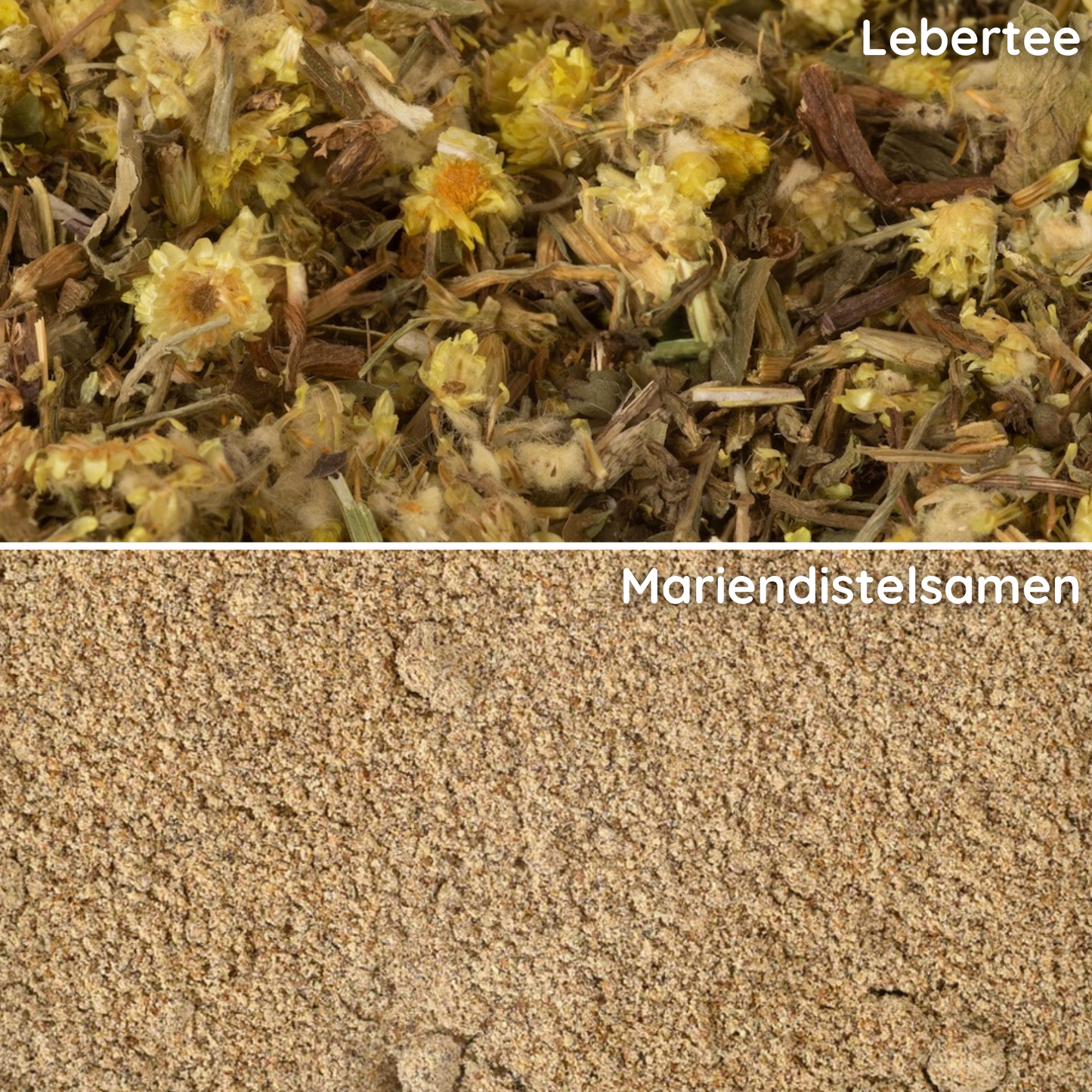 Nahaufnahme vom losen Lebertee Kräutertee und gemahlenen Mariendistelsamen