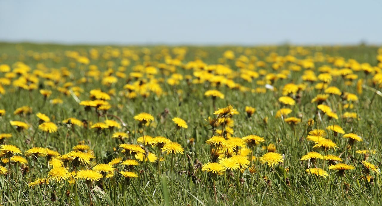 Feld mit Löwenzahn