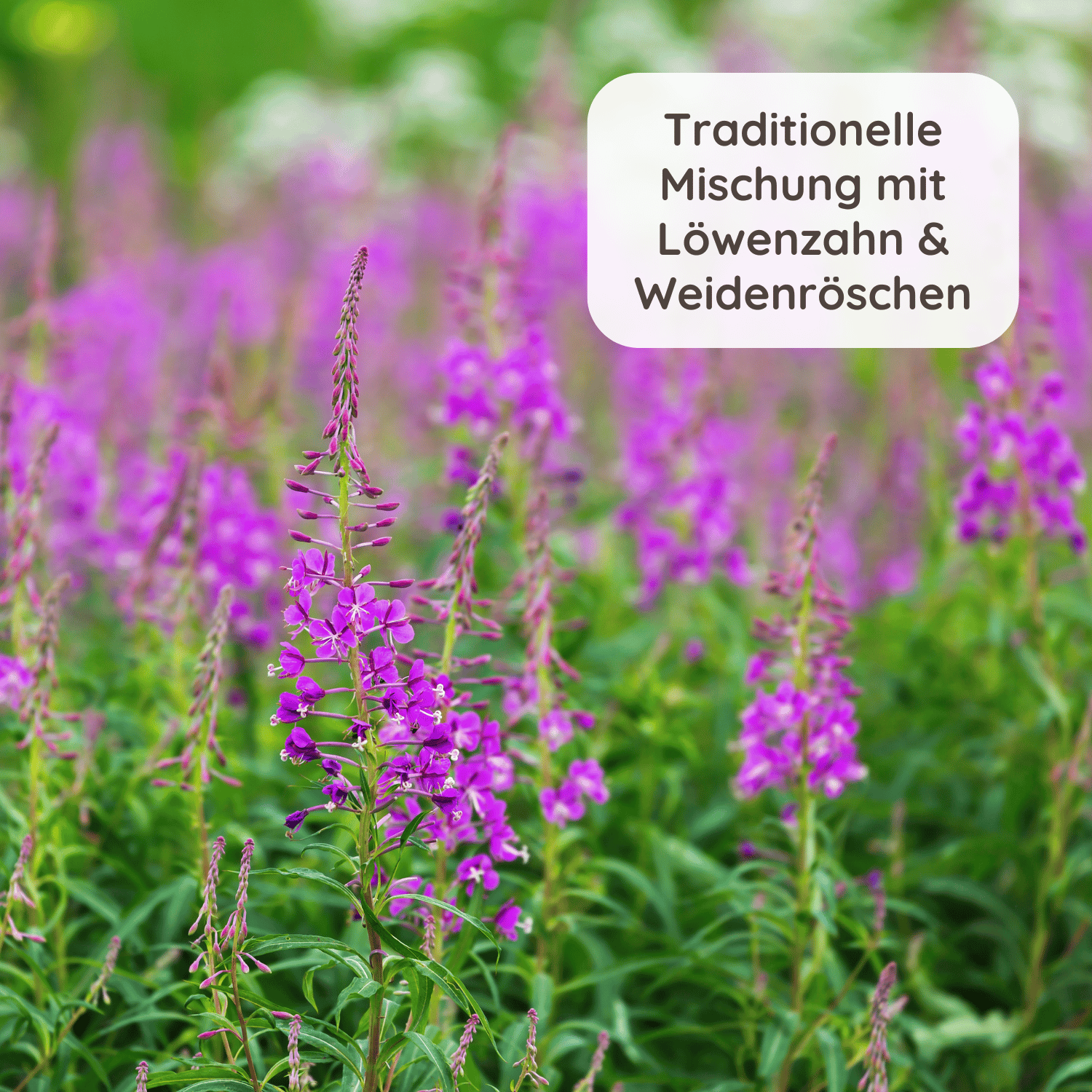Frisches Weidenröschen in der Natur mit einem Text "Traditionelle Mischung mit Löwenzahn & Weidenröschen"