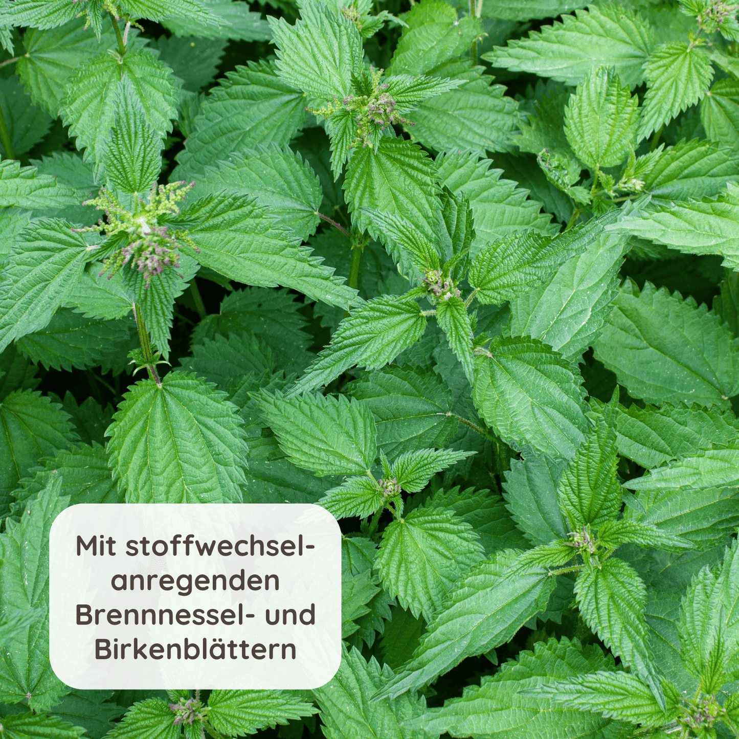 Eine Nahaufnahme von grünen Brennnesselblättern. Der Text auf dem Bild lautet: Mit Stoffwechsel anregenden Brennessel- und Birkenblättern