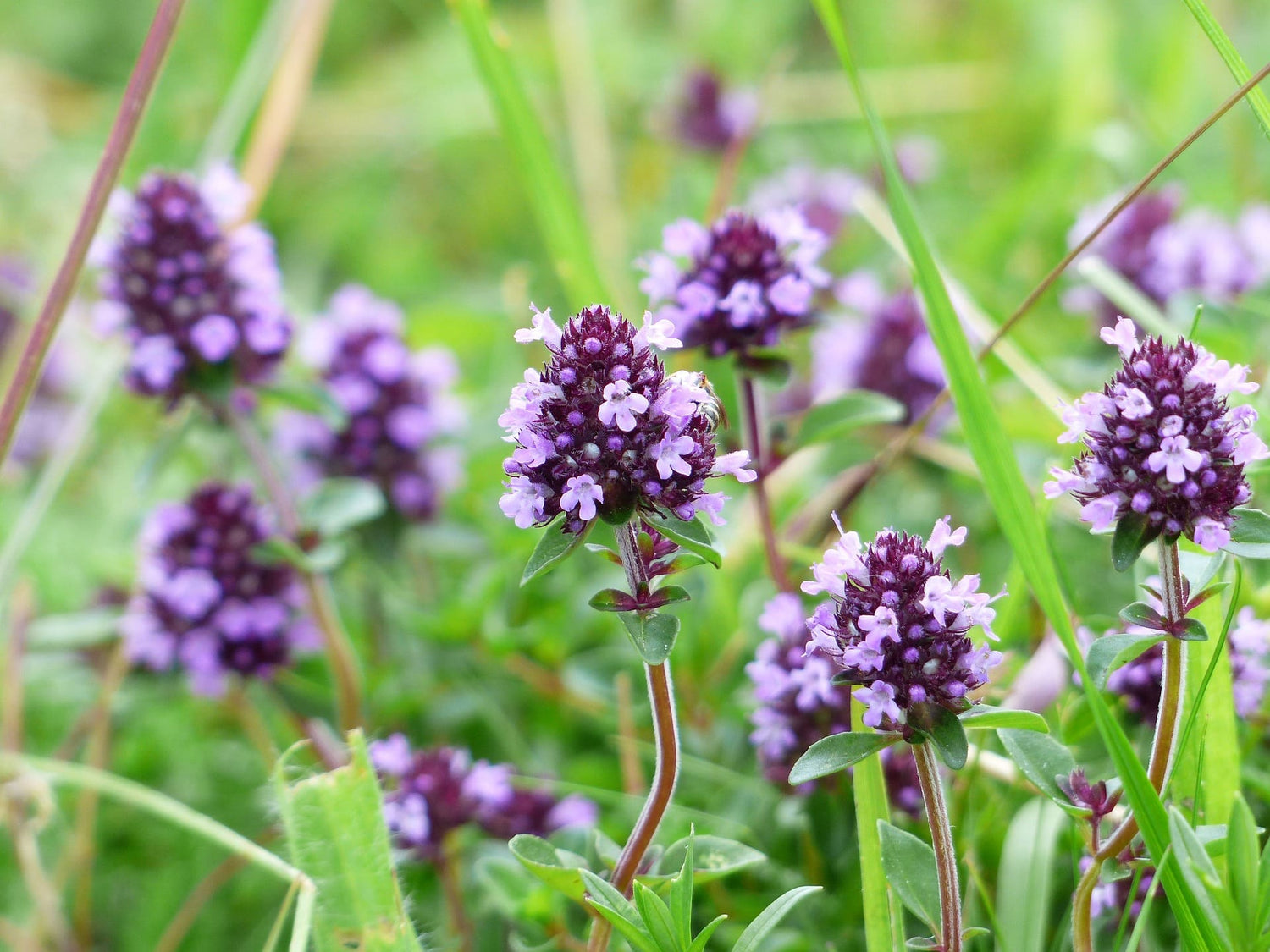 Nahaufnahme Thymian mit Blüten zur Verwendung als Thymiantee