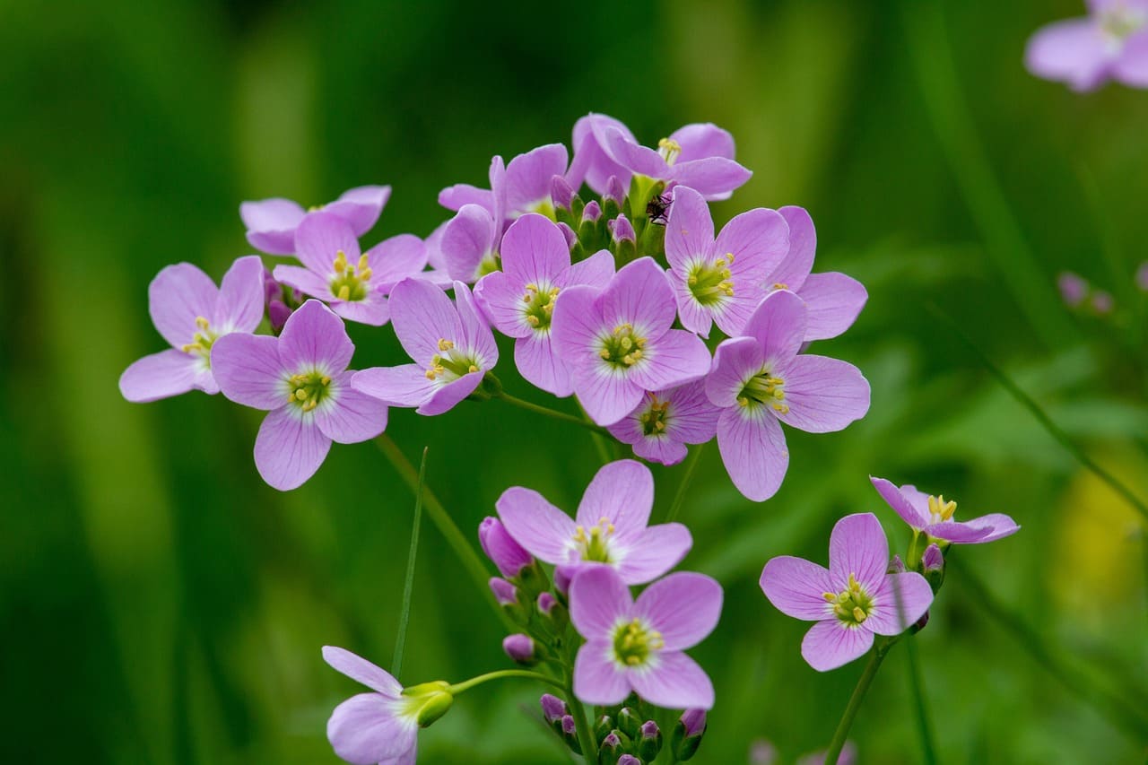 Wiesenschaumkraut auf grüner Wiese