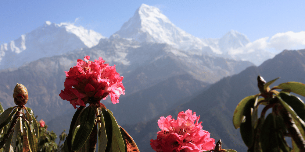 Blühende Rhododendronpflanzen vor schneebedecktem Hochgebirge unter blauem Himmel.
