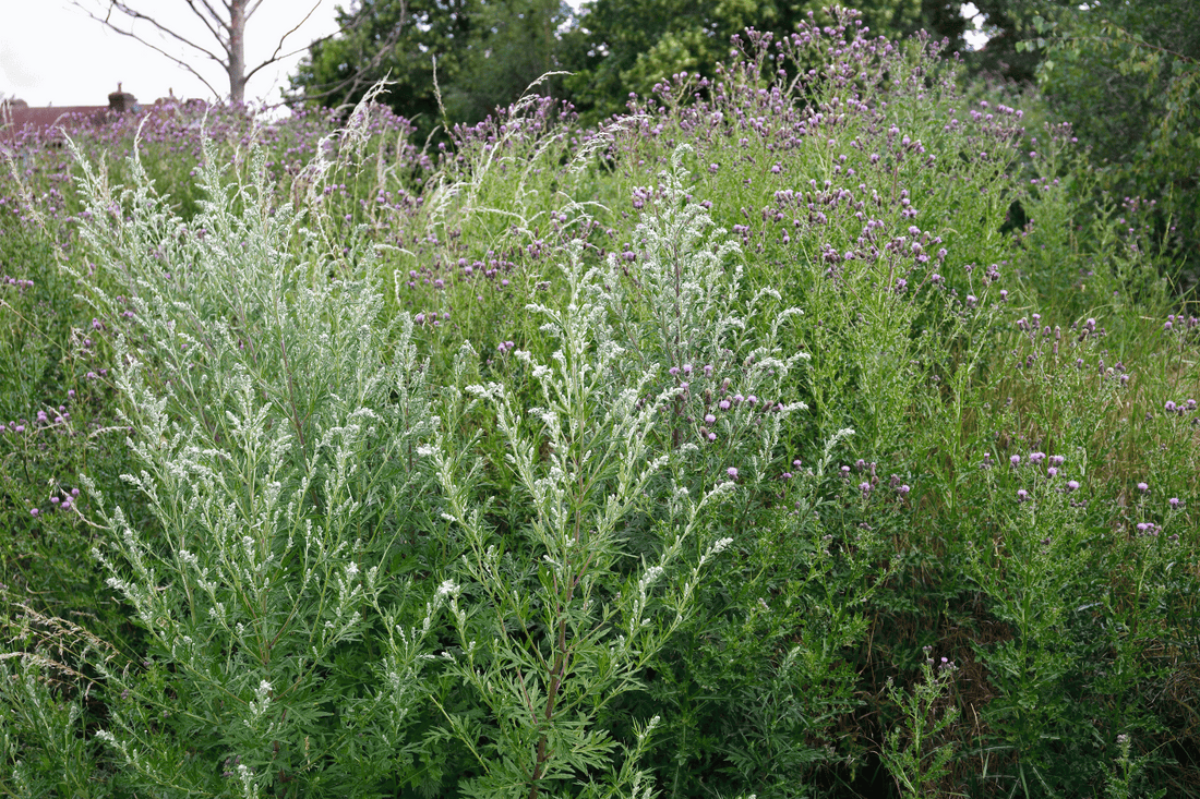 Ein üppiges Feld mit blühendem Beifuß (Artemisia vulgaris). Die grünen Pflanzen haben silbrig-weiße Blütenstände und sind von anderen Wildblumen umgeben. Beifuß ist eine vielseitige Heilpflanze, die in der Naturheilkunde und Küche verwendet wird.