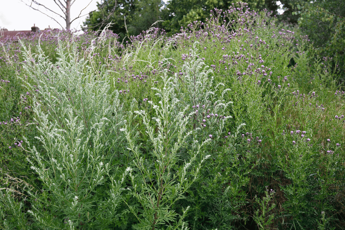 Ein üppiges Feld mit blühendem Beifuß (Artemisia vulgaris). Die grünen Pflanzen haben silbrig-weiße Blütenstände und sind von anderen Wildblumen umgeben. Beifuß ist eine vielseitige Heilpflanze, die in der Naturheilkunde und Küche verwendet wird.