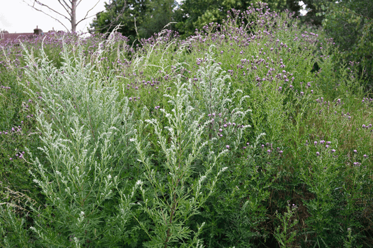 Ein üppiges Feld mit blühendem Beifuß (Artemisia vulgaris). Die grünen Pflanzen haben silbrig-weiße Blütenstände und sind von anderen Wildblumen umgeben. Beifuß ist eine vielseitige Heilpflanze, die in der Naturheilkunde und Küche verwendet wird.