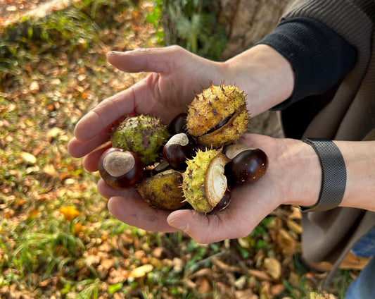 Kastanien mit und ohne Schale in einer Hand, Herbstlaub im Hintergrund