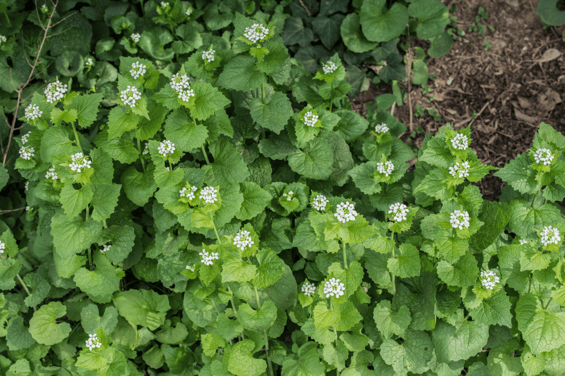 Blühende Knoblauchsrauke mit grünen Blättern und kleinen weißen Blüten in einer natürlichen Umgebung.