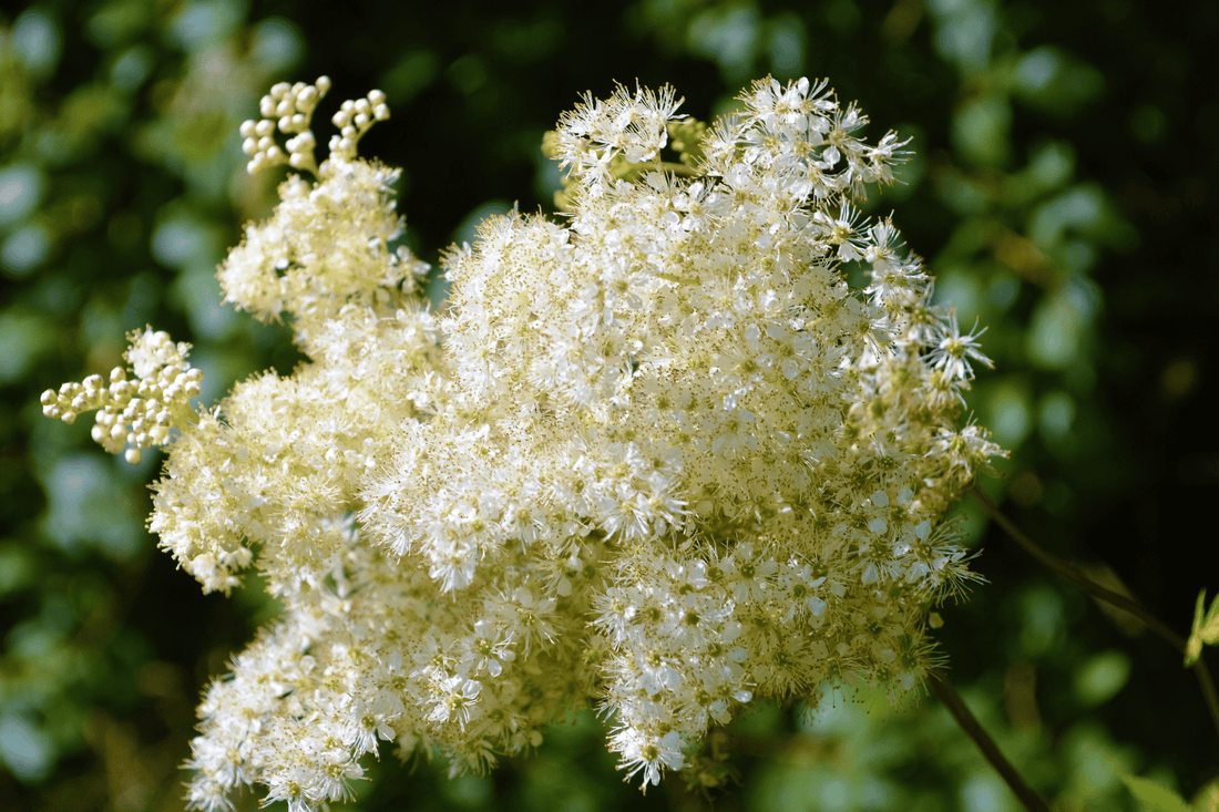 Nahaufnahme von Mädesüßblüten, die in voller Blüte stehen. Die cremeweißen, flauschigen Blüten sind in dichten Büscheln angeordnet und kontrastieren schön mit dem unscharfen, grünen Hintergrund.