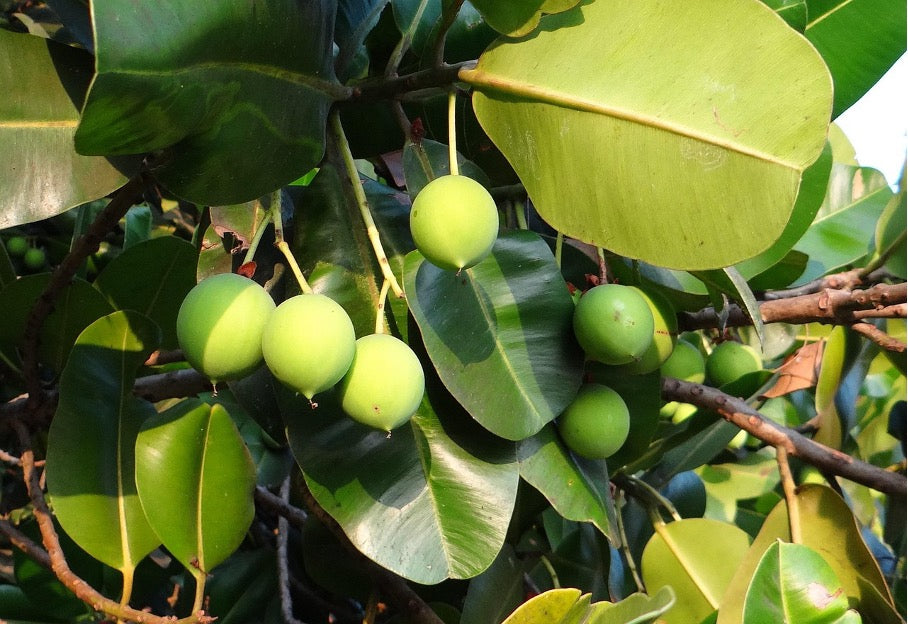 Calophyllumöl - Wirkung & Anwendung