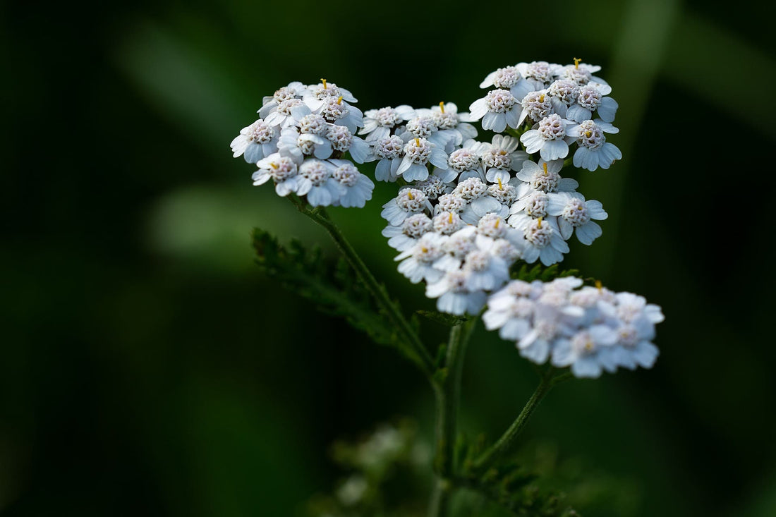 Gemeine Schafgarbe (Achillea millefolium) in der Natur auf einer Wiese