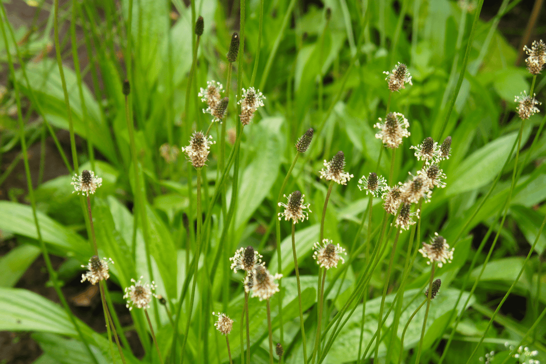 Nahaufnahme von blühendem Spitzwegerich (Plantago lanceolata) auf einer grünen Wiese. Die Pflanze hat lange, schmale Blätter und charakteristische, längliche Blütenstände, die aus kleinen, weißen Blüten bestehen.