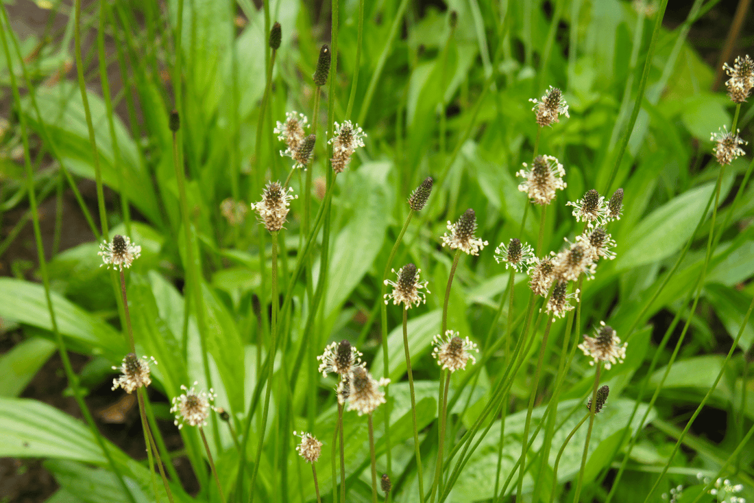 Nahaufnahme von blühendem Spitzwegerich (Plantago lanceolata) auf einer grünen Wiese. Die Pflanze hat lange, schmale Blätter und charakteristische, längliche Blütenstände, die aus kleinen, weißen Blüten bestehen.