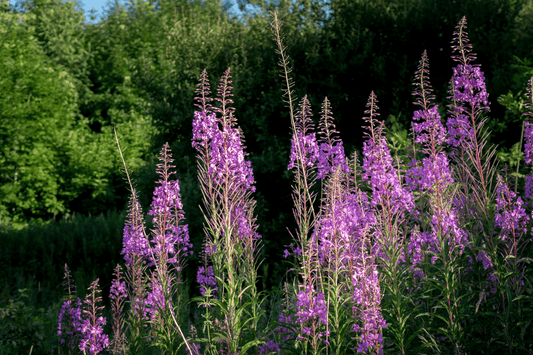 Ein Weidenröschenfeld mit hohen, violett blühenden Pflanzen, die im Sonnenlicht leuchten, umgeben von dichtem, grünem Wald im Hintergrund. Die Heilpflanze wird häufig für Männer und bei Prostata Beschwerden verwendet.