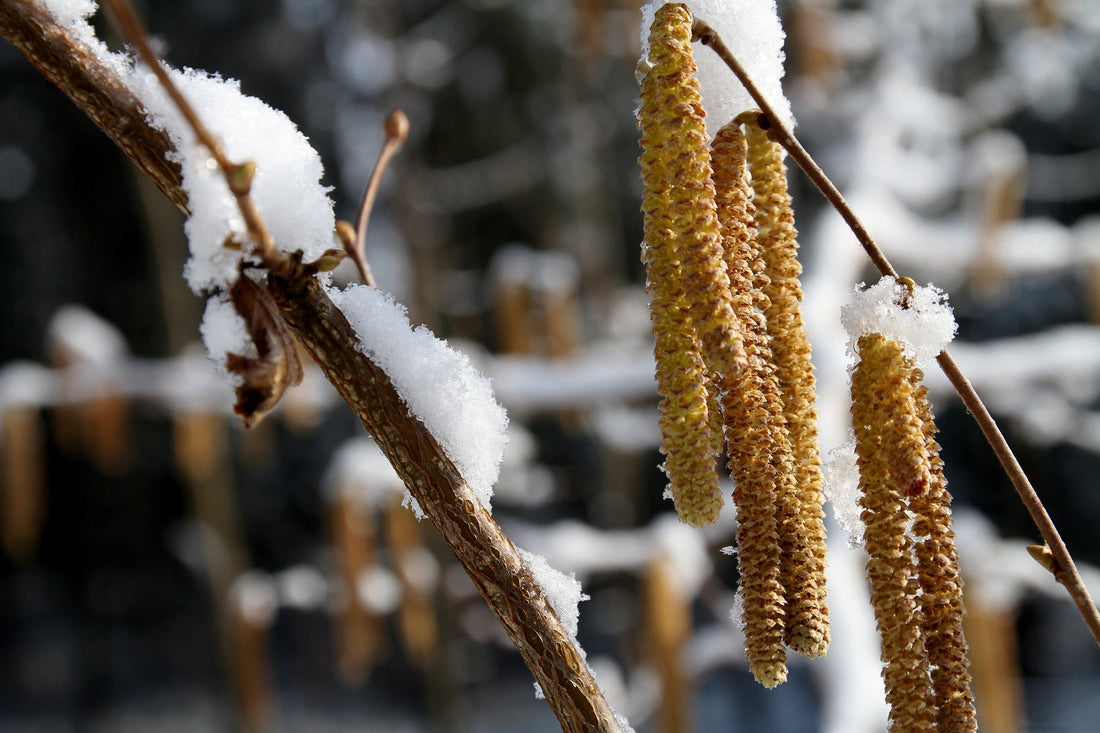 Die phänologischen Jahreszeiten - Der Vorfrühling