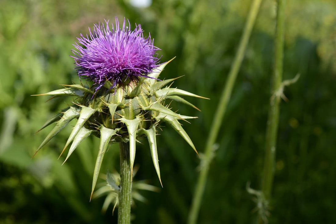 Die Mariendistel auf einer grünen Wiese. Die Heilpflanze fällt durch ihre Stacheln und purpurne Blüte auf