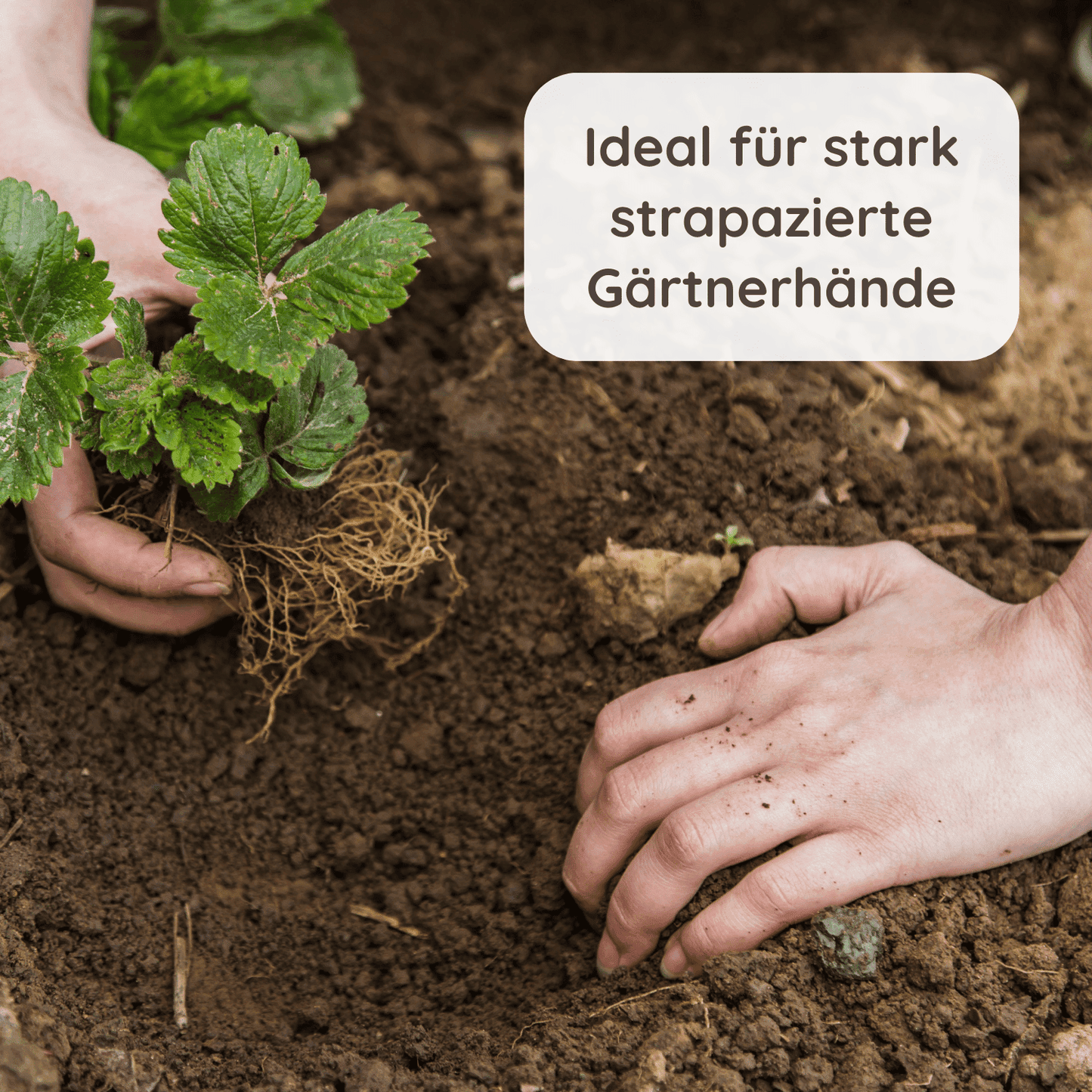 Ein Paar Hände pflanzt eine Pflanze in die Erde. Die Hände sind mit Erde bedeckt und zeigen Zeichen harter Arbeit im Garten. Darüber steht in einem weißen Textfeld: ‘Ideal für stark strapazierte Gärtnerhände’.