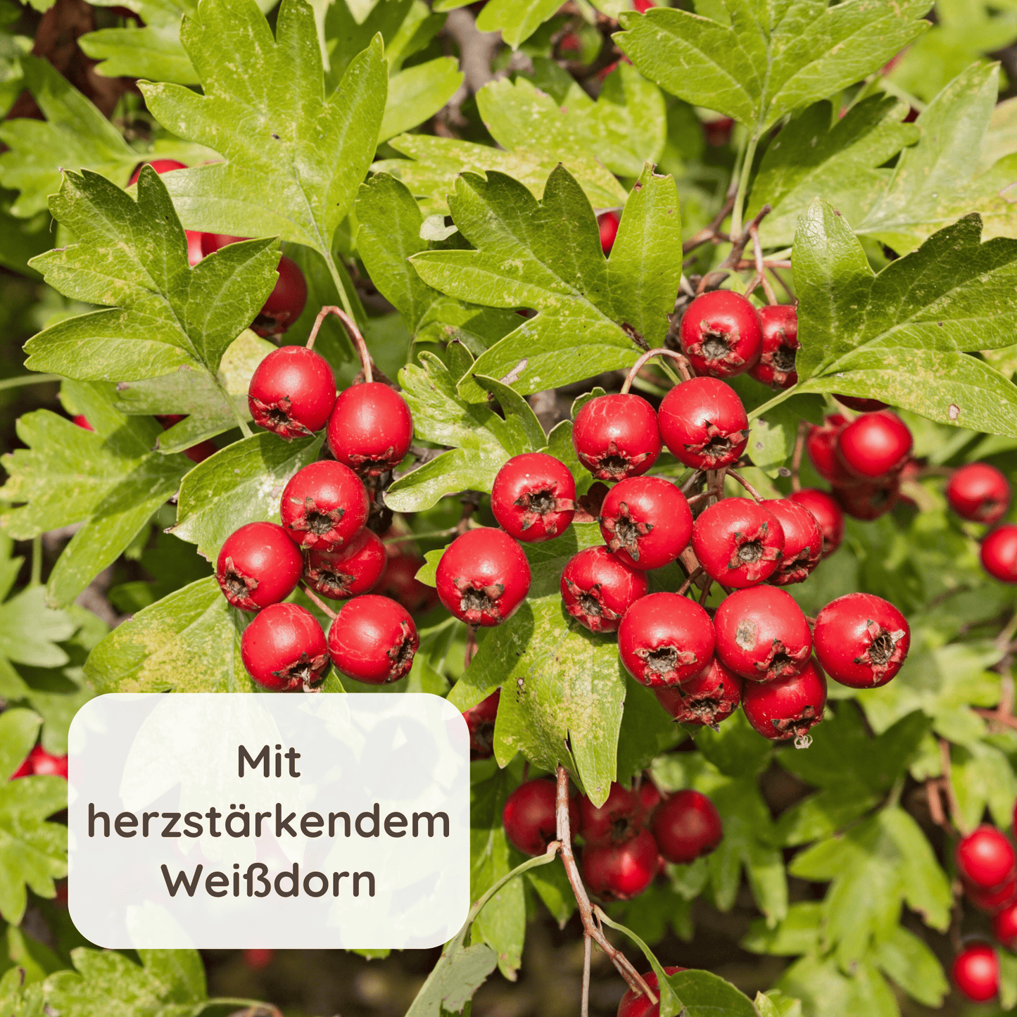 Weißdorn im Hintergrund mit dem Text "Mit herzstärkendem Weißdorn"