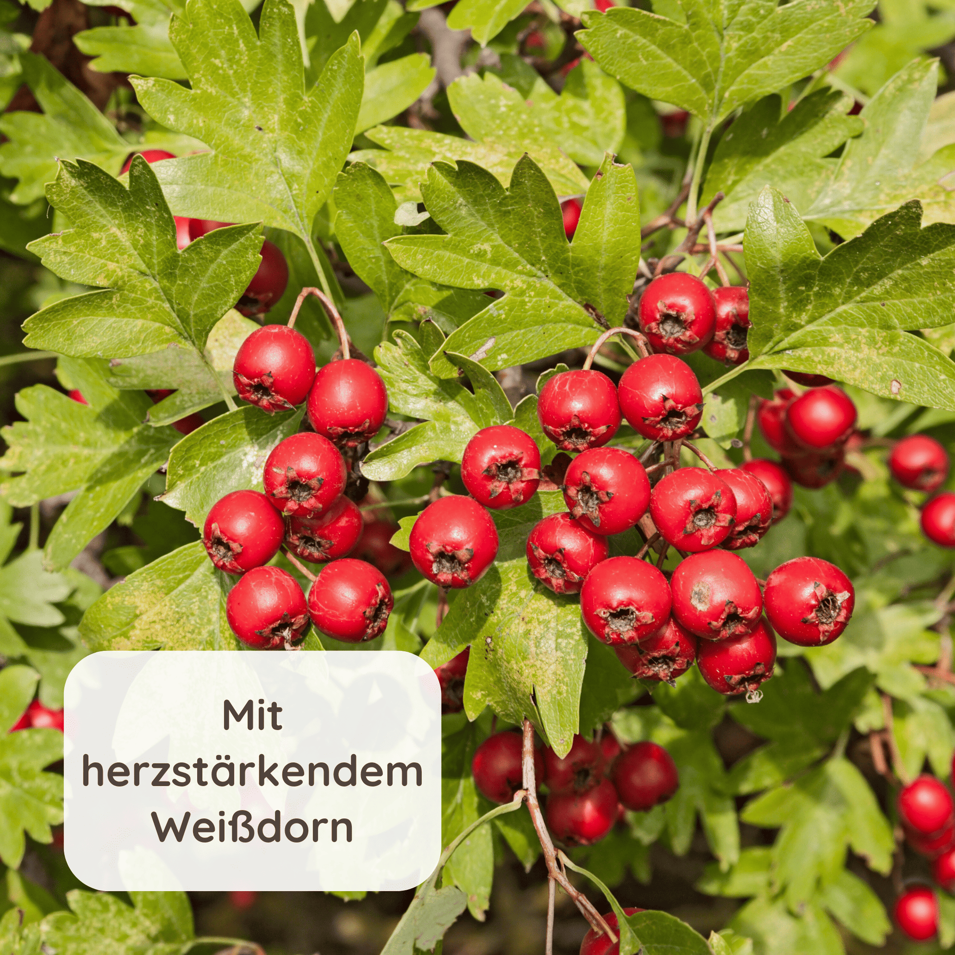 Weißdorn im Hintergrund mit dem Text "Mit herzstärkendem Weißdorn"