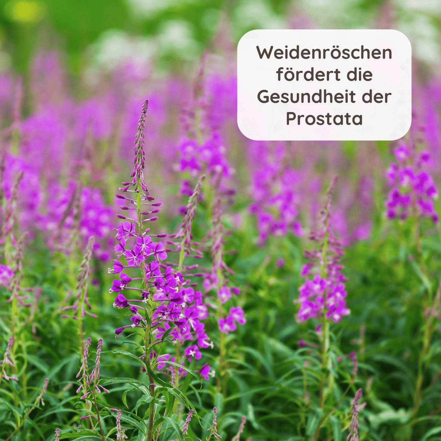 Frisches Weidenröschen in der Natur mit einem Text "Weidenröschen fördert die Gesundheit der Prostata"