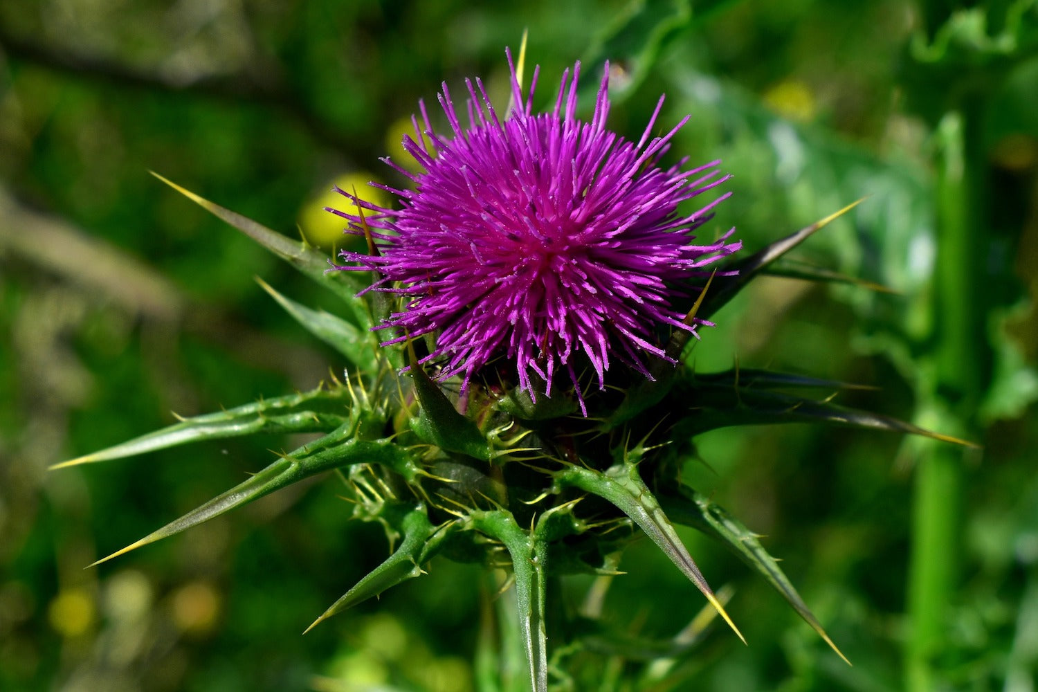 Mariendistel in der Natur auf grüner Wiese