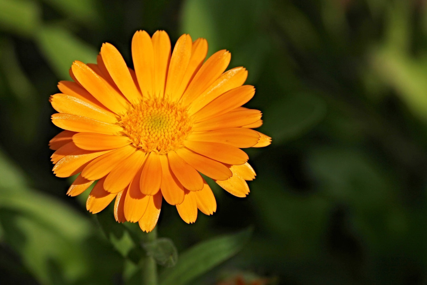 Die Ringelblume, Calendula officinalis, wurde früher auch Goldrose genannt